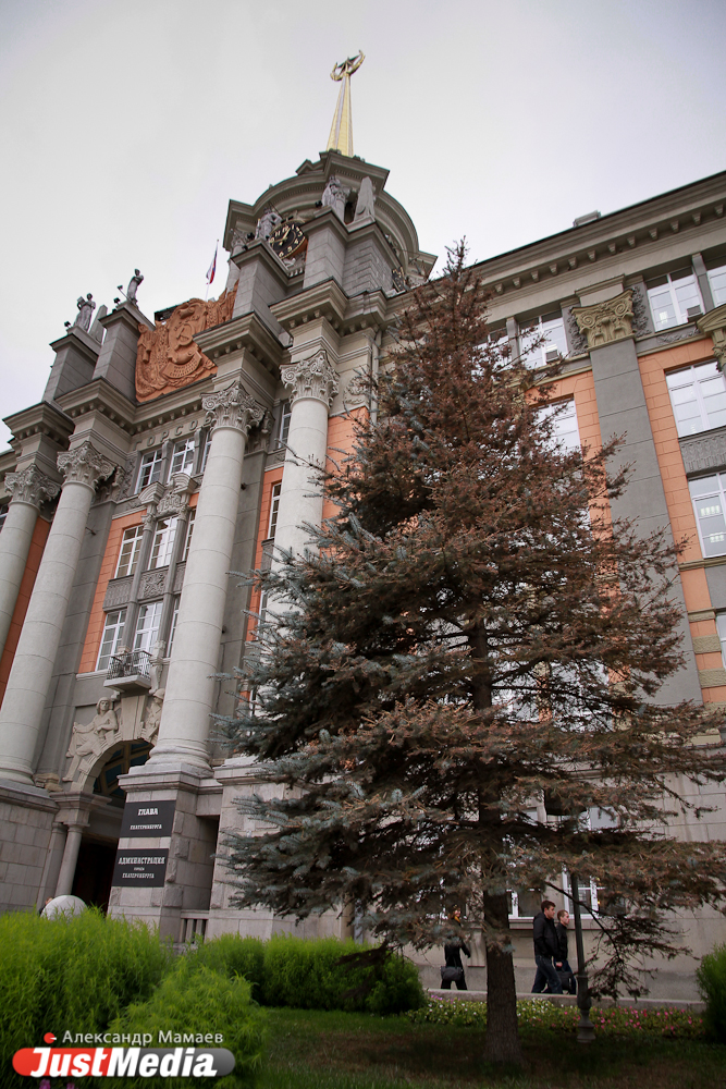 Возле мэрии ожили голубые ели! Свежие побеги появились даже у елочки, осыпавшейся после аномальной летней жары - Фото 5