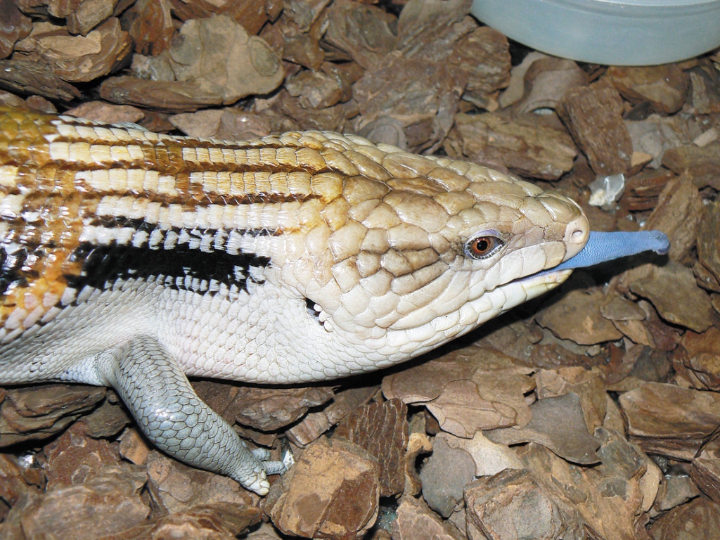 В Екатеринбургском зоопарке змеи, черепахи и ящерицы готовятся к спячке - Фото 4