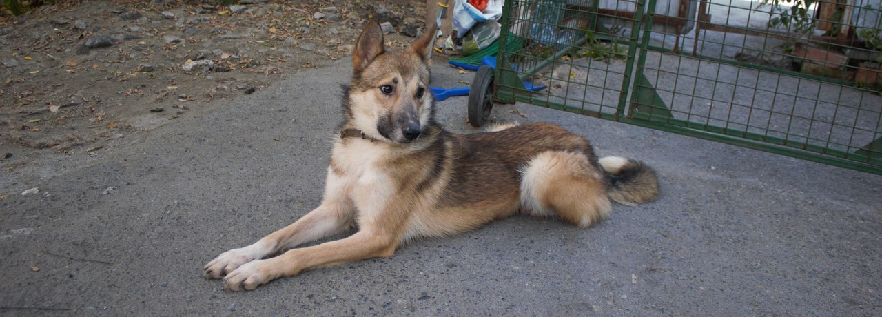 «Любит гулять и целоваться». Метис лайки через JUSTПУХ ищет любящих хозяев - Фото 8