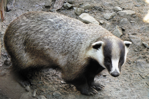 В Екатеринбургском зоопарке на экспозицию вышли новые питомцы — песцы и барсук - Фото 2