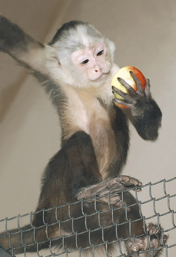 В Екатеринбургском зоопарке родился белоплечий капуцин - Фото 3