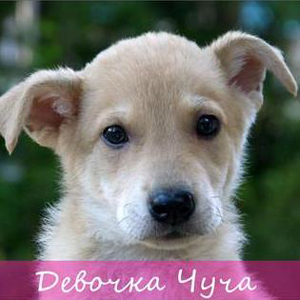 Выставка питомцев, которых можно забрать домой, пройдет в Екатеринбурге - Фото 3