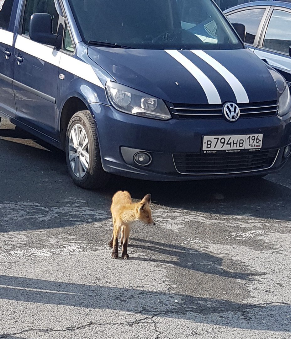 По Екатеринбургу гуляет лиса. ФОТО - Фото 2