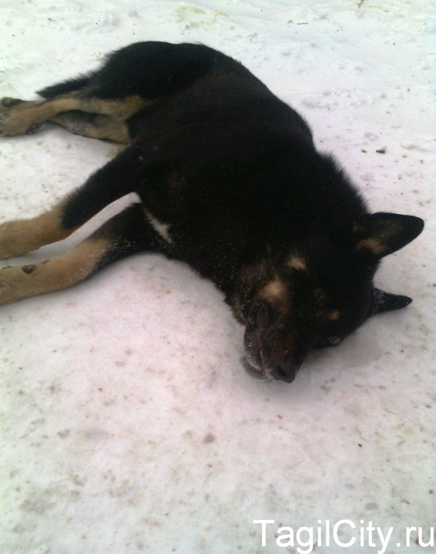 В Среднеуральске по дороге на дачу екатеринбуржец застрелил собаку. Еще одна — получила ранение - Фото 3