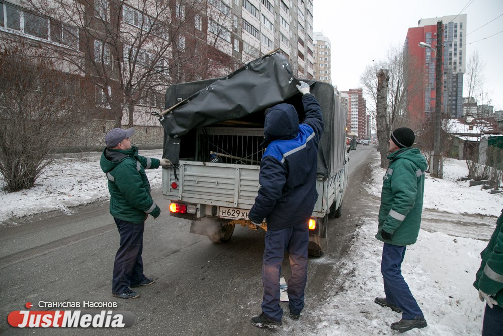 «Сердца совсем нет, что ли? Нелюди!»: как в день защиты домашних животных «Спецавтобаза» «подстрелила» ухоженную собаку с ошейником - Фото 3