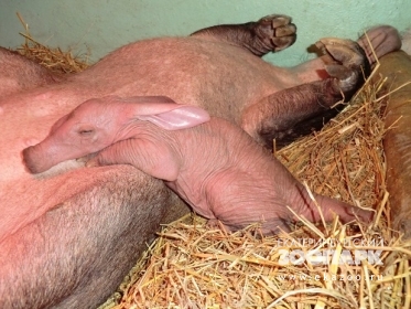 Войдем в историю! В Екатеринбурге родился детеныш уникального животного - Фото 2