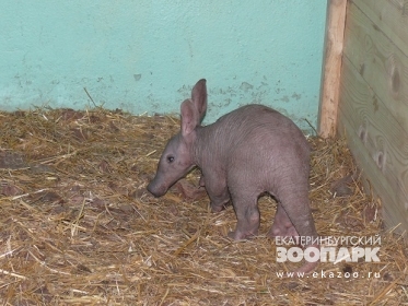 Войдем в историю! В Екатеринбурге родился детеныш уникального животного - Фото 3