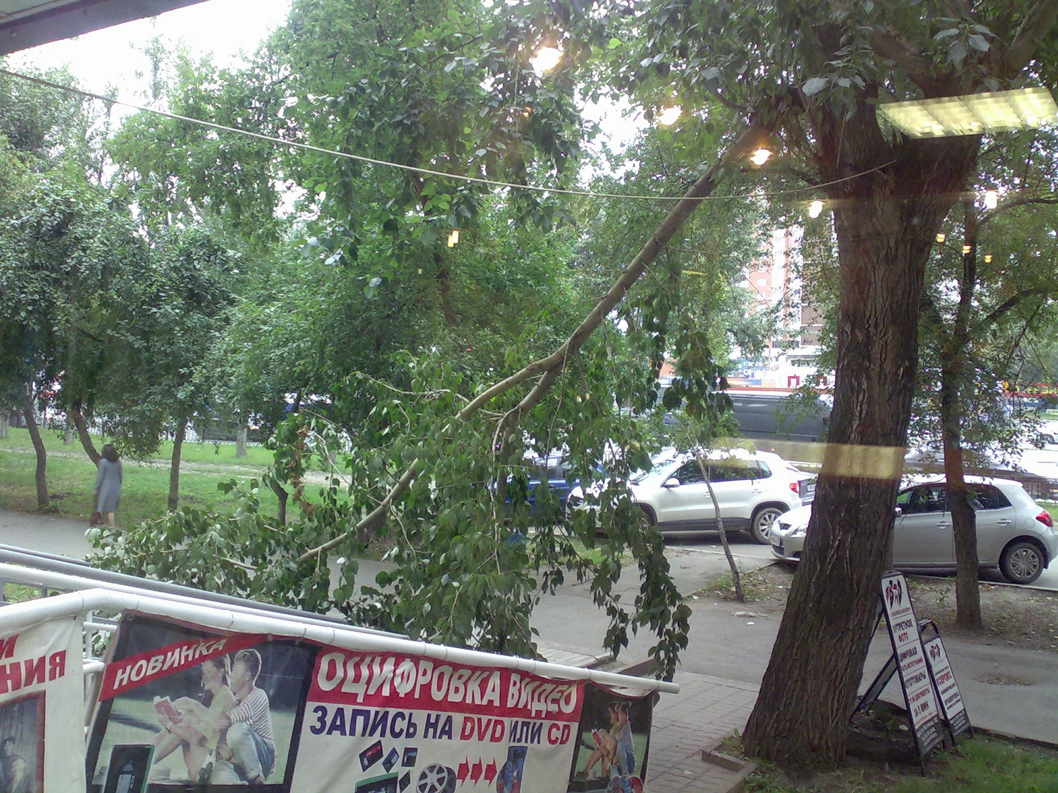 В Екатеринбурге сломанная ветка тополя перегородила работникам фотостудии вход на работу - Фото 3