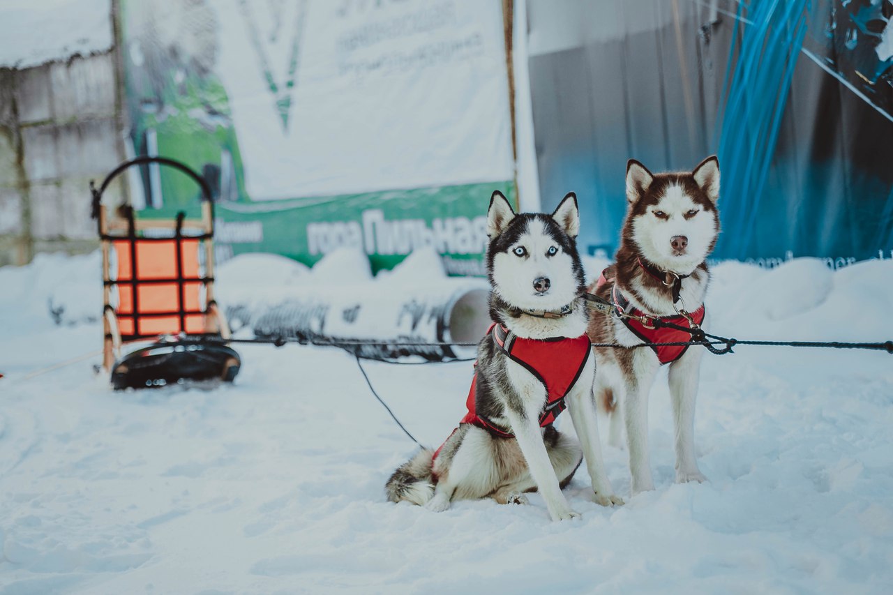 В упряжке с ветерком: на Волчиху приедут восхитительные хаски - Фото 3