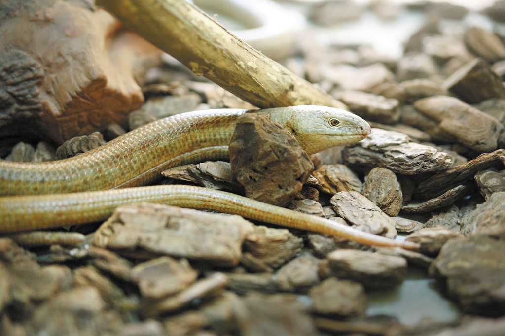 В Екатеринбургском зоопарке змеи, черепахи и ящерицы готовятся к спячке - Фото 3