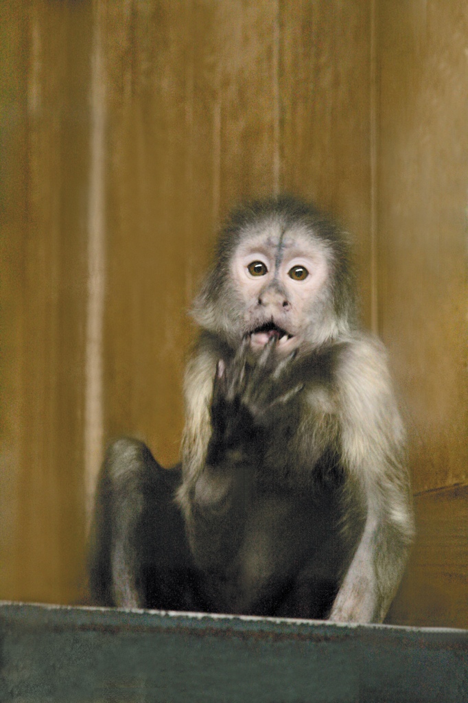 Семейство капуцинов в Екатеринбургском зоопарке пополнилось новым детенышем - Фото 3