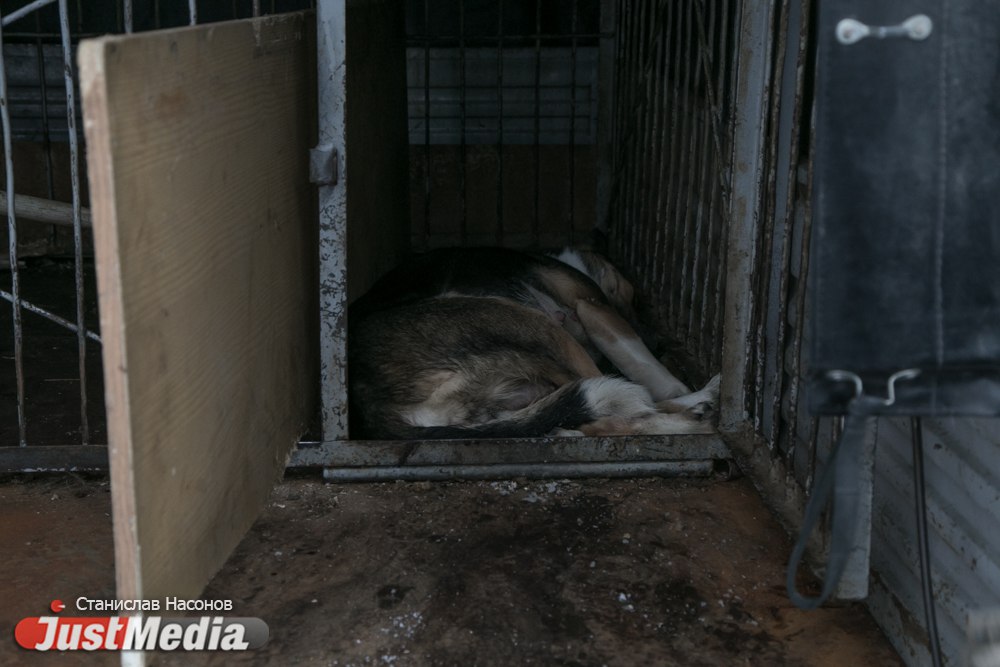 «Сердца совсем нет, что ли? Нелюди!»: как в день защиты домашних животных «Спецавтобаза» «подстрелила» ухоженную собаку с ошейником - Фото 7