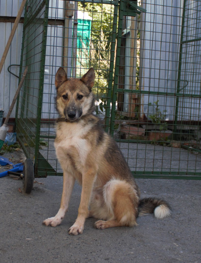 «Любит гулять и целоваться». Метис лайки через JUSTПУХ ищет любящих хозяев - Фото 3