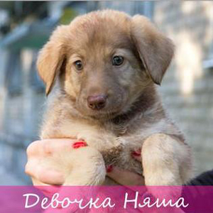 Выставка питомцев, которых можно забрать домой, пройдет в Екатеринбурге - Фото 4