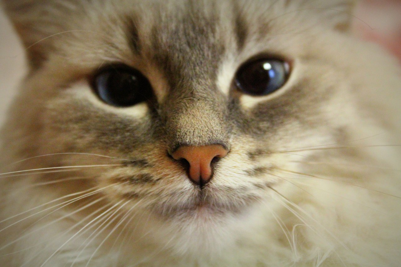 Уральская Кошка Фото