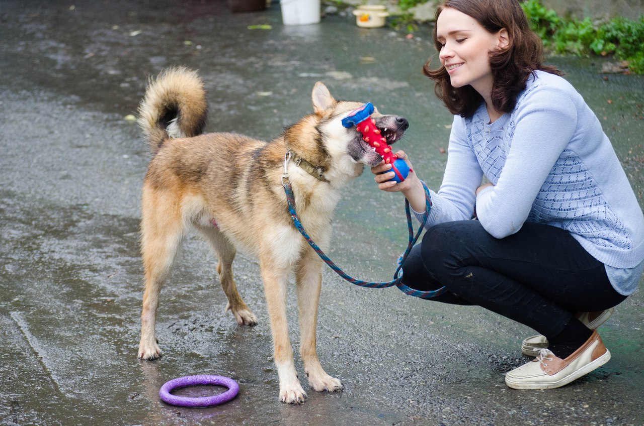 «Любит гулять и целоваться». Метис лайки через JUSTПУХ ищет любящих хозяев - Фото 6