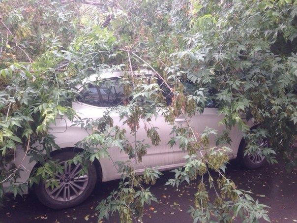 В центре Екатеринбурга сильный ветер повалил на припаркованные иномарки клен - Фото 2