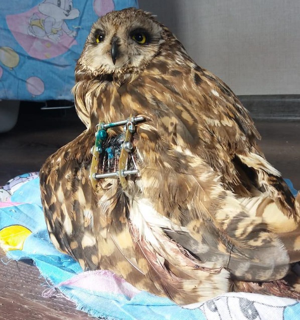 Истощенной сове, найденной в лесу, провели операцию и сохранили крыло - Фото 2