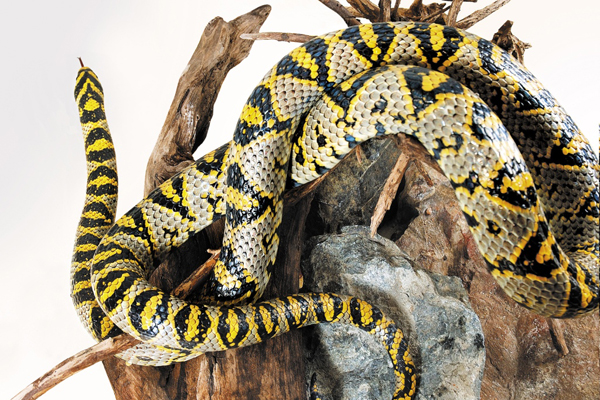 Удав, полоз, питон и молочная змея: Екатеринбургский зоопарк объявляет выборы живого символа 2013 года - Фото 3