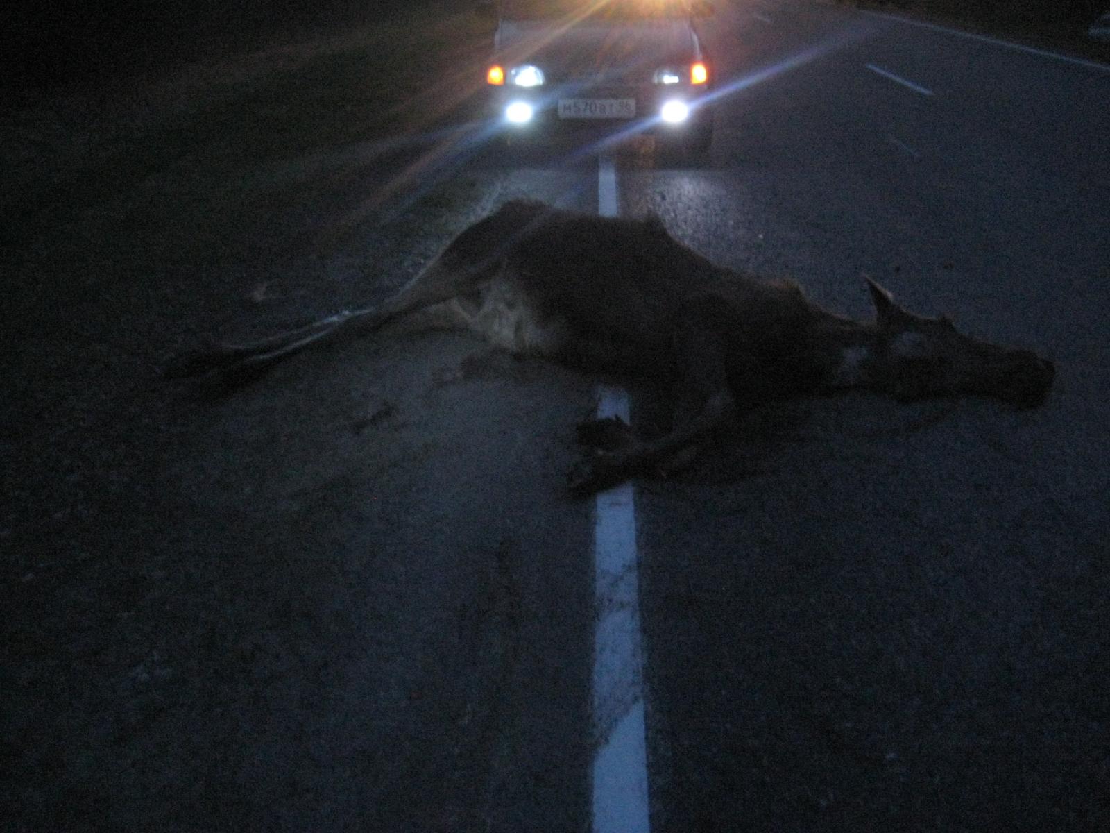 Вблизи Байкалово лось столкнулся с автомобилем. Животное погибло, водитель машины — в больнице - Фото 2