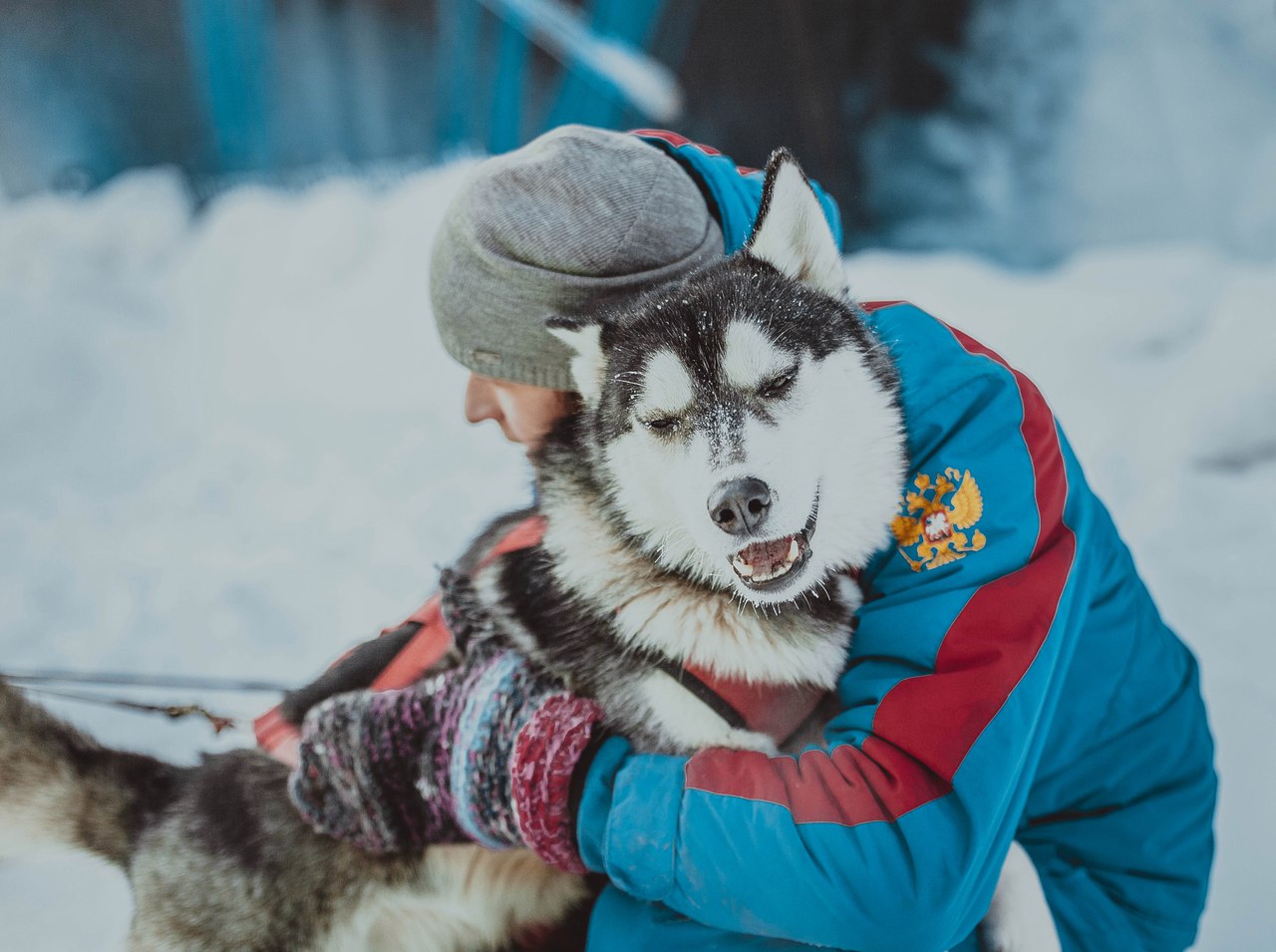В упряжке с ветерком: на Волчиху приедут восхитительные хаски - Фото 4