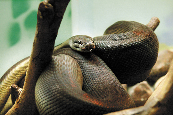 Удав, полоз, питон и молочная змея: Екатеринбургский зоопарк объявляет выборы живого символа 2013 года - Фото 6