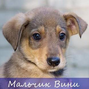 Выставка питомцев, которых можно забрать домой, пройдет в Екатеринбурге - Фото 5