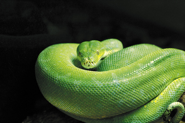 Удав, полоз, питон и молочная змея: Екатеринбургский зоопарк объявляет выборы живого символа 2013 года - Фото 7