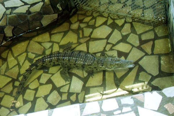 ВНИМАНИЕ! Срочно требуется имя новому обитателю ИК-2 — китайскому аллигатору - Фото 1