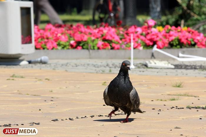 С понедельника в Екатеринбурге «похолодает». Днем 22-24 градуса - Фото 1