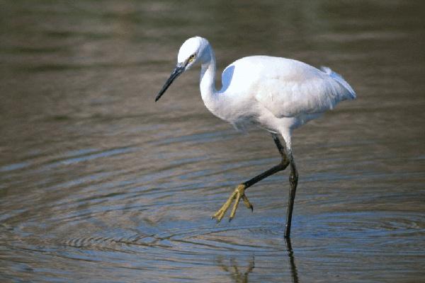 На Чусовой стало больше цапель - Фото 1