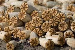 Житель Екатеринбурга носил в кармане полкило маковой «соломки» - Фото 1