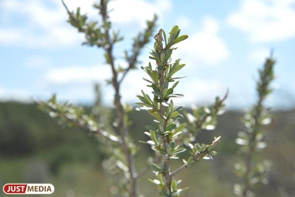 Количество лесных пожаров в уральских заповедниках увеличилось почти в два раза - Фото 1