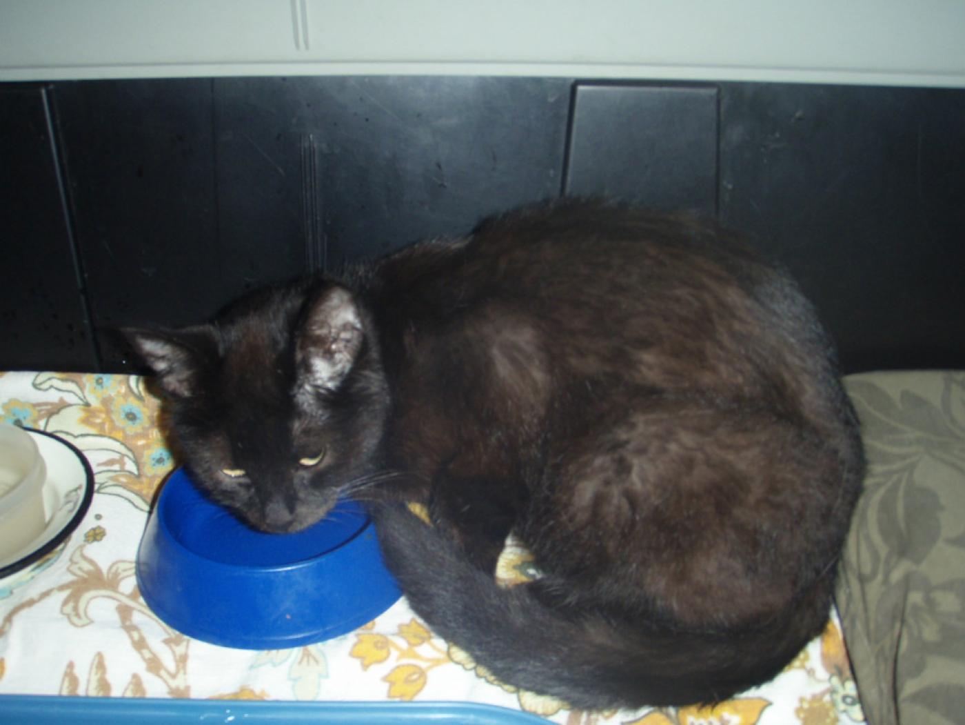 Мы рады за «чернушку»! Черная кошка, жертва мегаполиса, обрела добрых хозяев - Фото 1