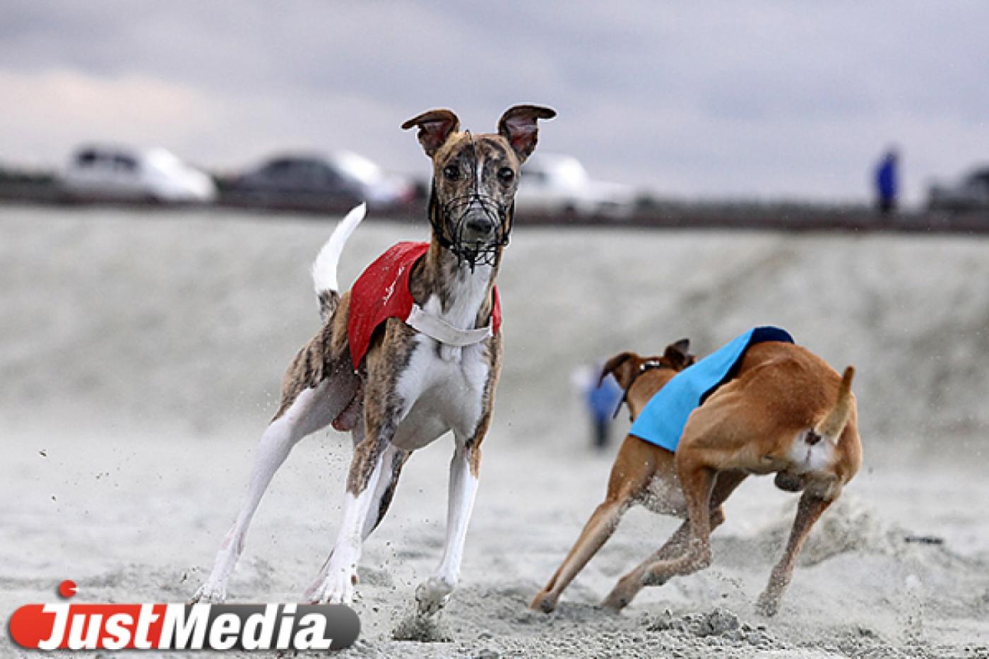 В Екатеринбурге пройдет первый футбольный матч среди собак - Фото 1