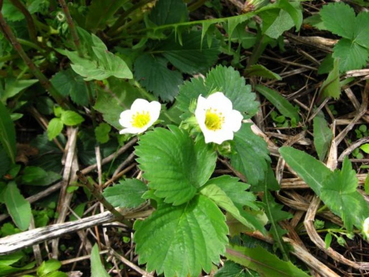 Вот это да! В Екатеринбурге снова зацвела клубника - Фото 1