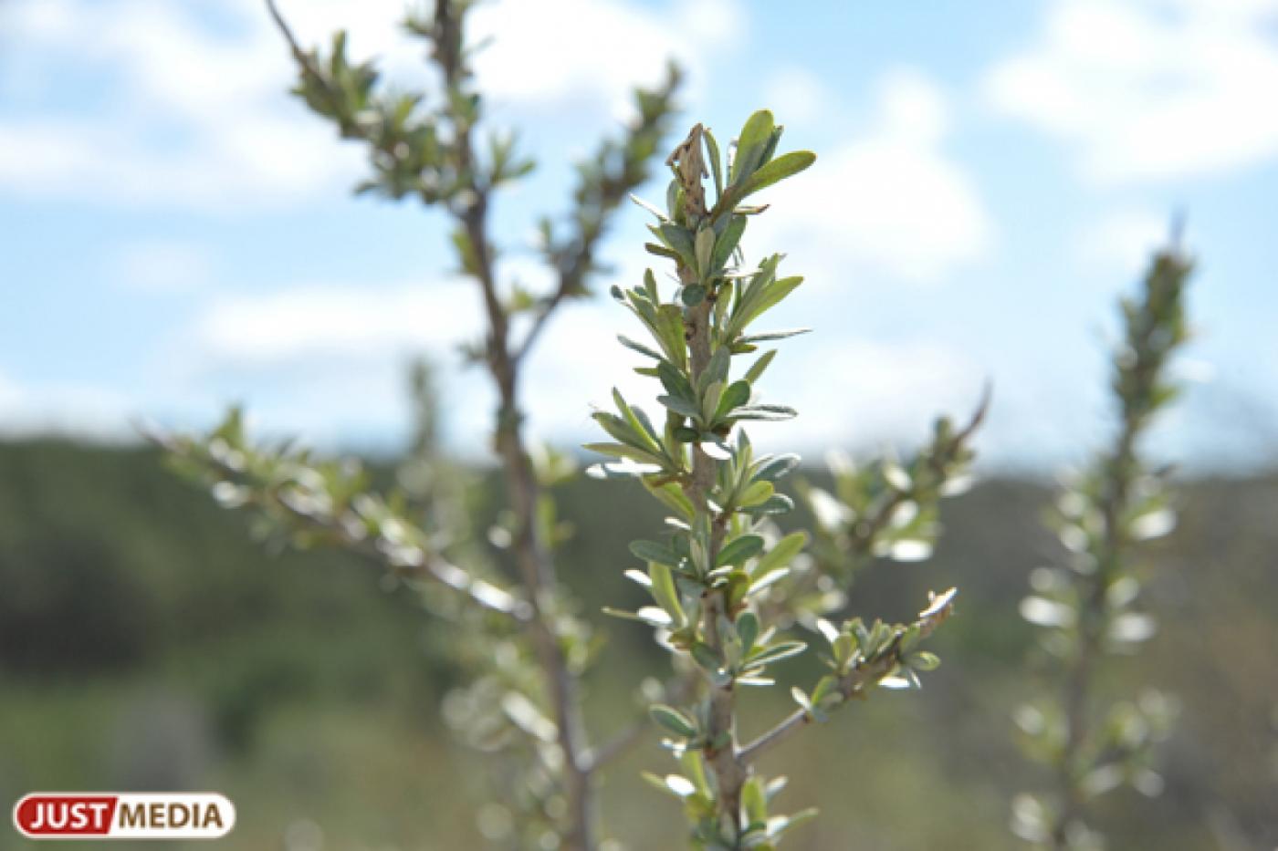 В болоте возле Ивделя нашли машину с телами двух рыбаков - Фото 1
