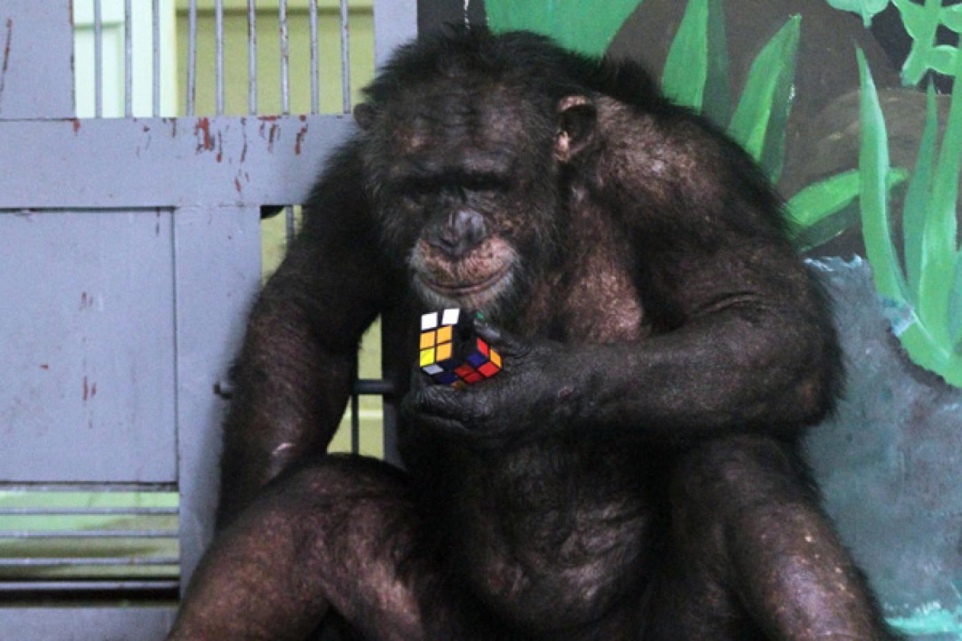 Пуме — мяч, обезьянам — кубик Рубика. У питомцев Екатеринбургского зоопарка появились новые игрушки - Фото 1