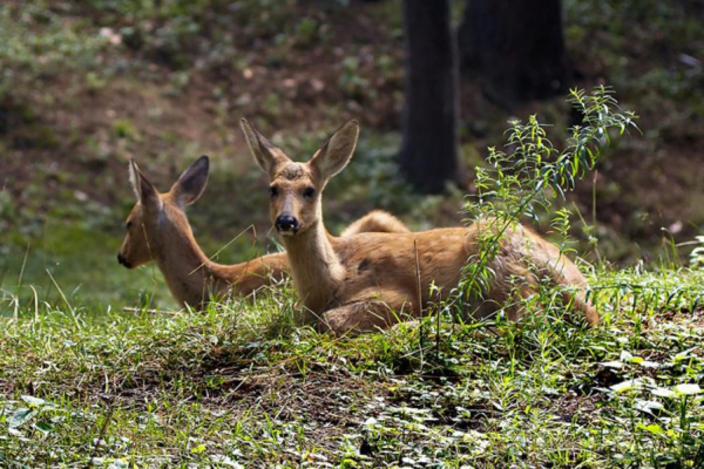 Популяция косуль в лесах Свердловской области приблизилась к историческому максимуму - Фото 1