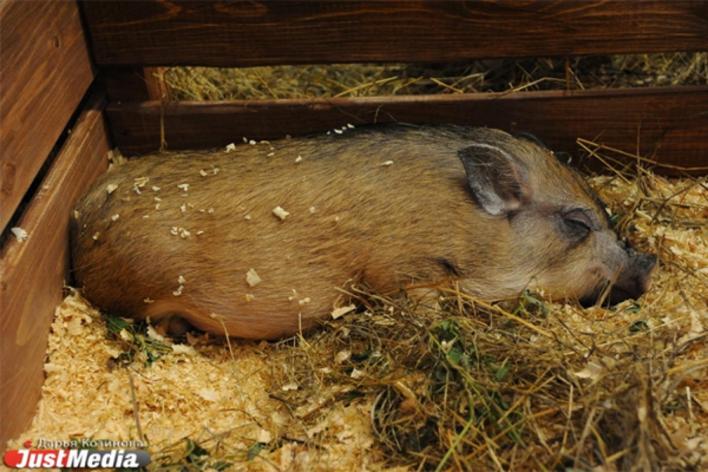 Удачной охоты! У свердловских кабанов нет африканской чумы - Фото 1