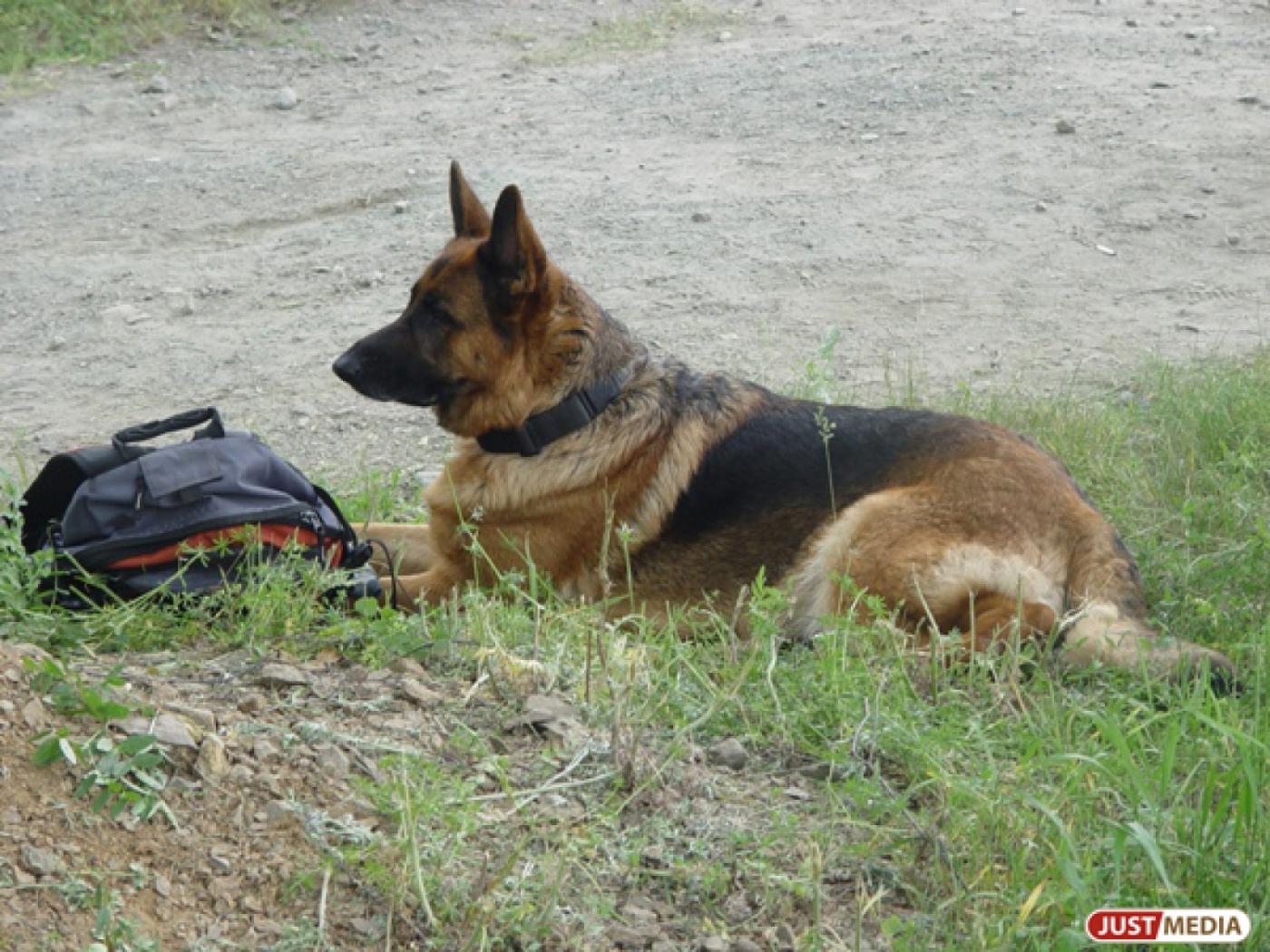 В кинологическом полку УВО проводится служебная проверка по факту возбуждения уголовного дела в отношении одной из сотрудниц - Фото 1