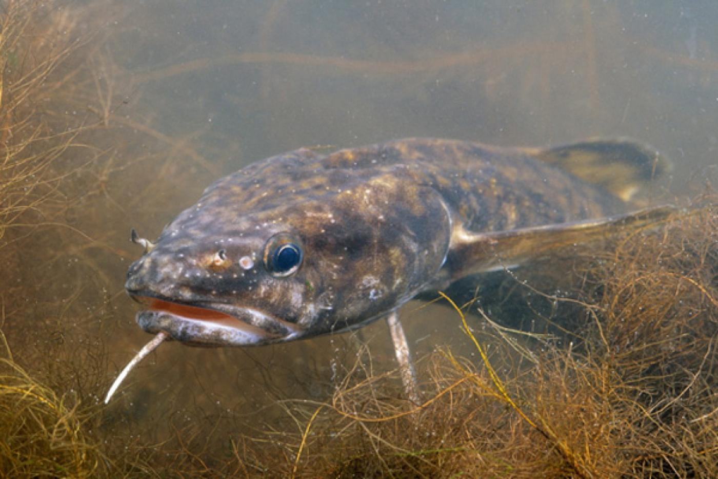 В уральских реках активизировались налимы — в декабре у них начинается нерест - Фото 1