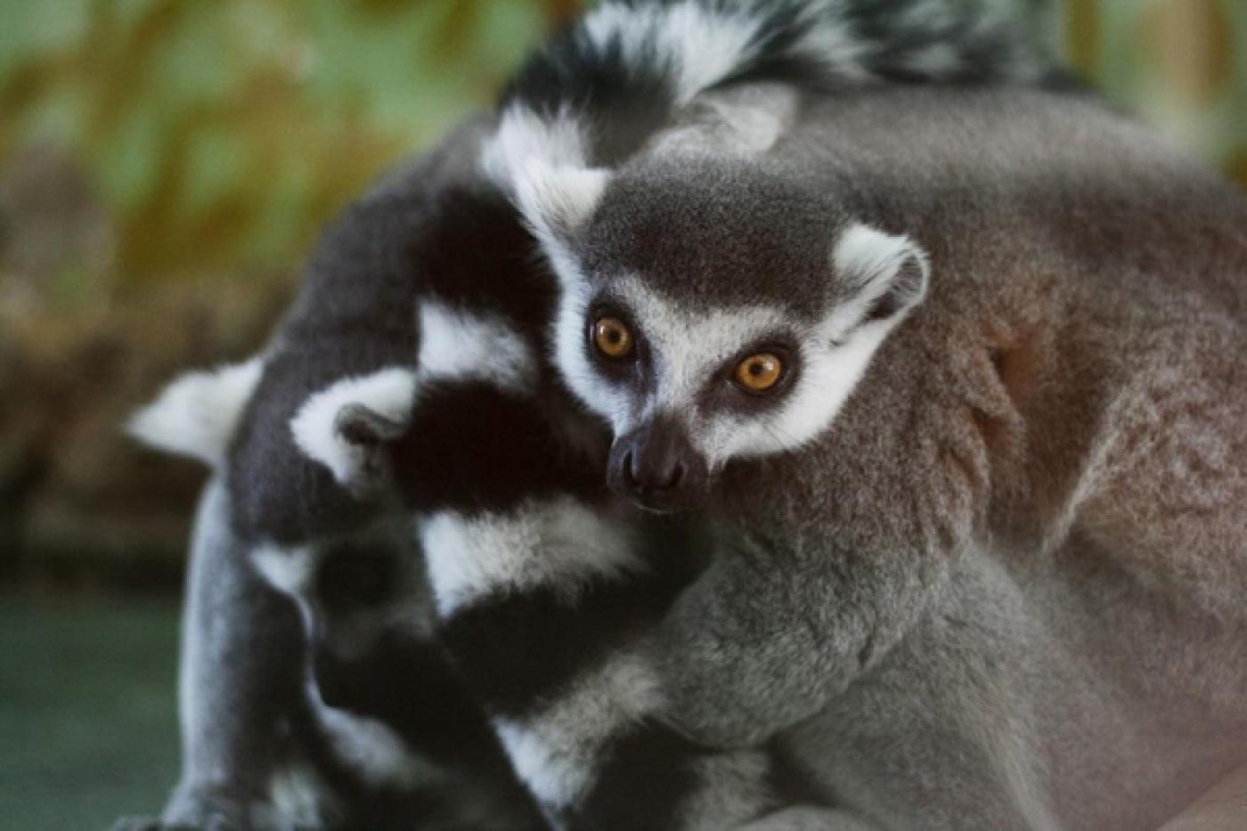 За обитателями Екатеринбургского зоопарка он-лайн наблюдают даже иностранцы - Фото 1