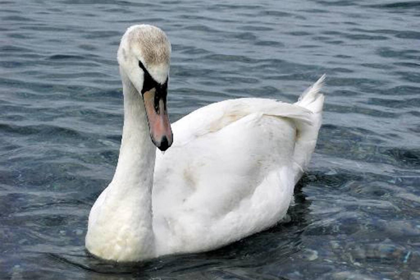 Жители деревни Становая обеспокоены судьбой лебедя — птица с поврежденным крылом осталась зимовать на местной речке - Фото 1