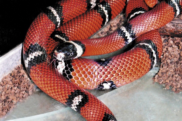 синалоайская молочная змея