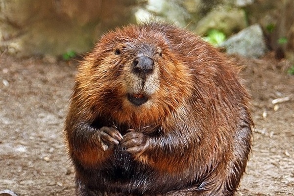 Ученые ищут воду для Кировграда. Неожиданный вывод — нормальному водоснабжению города мешают бобры - Фото 1