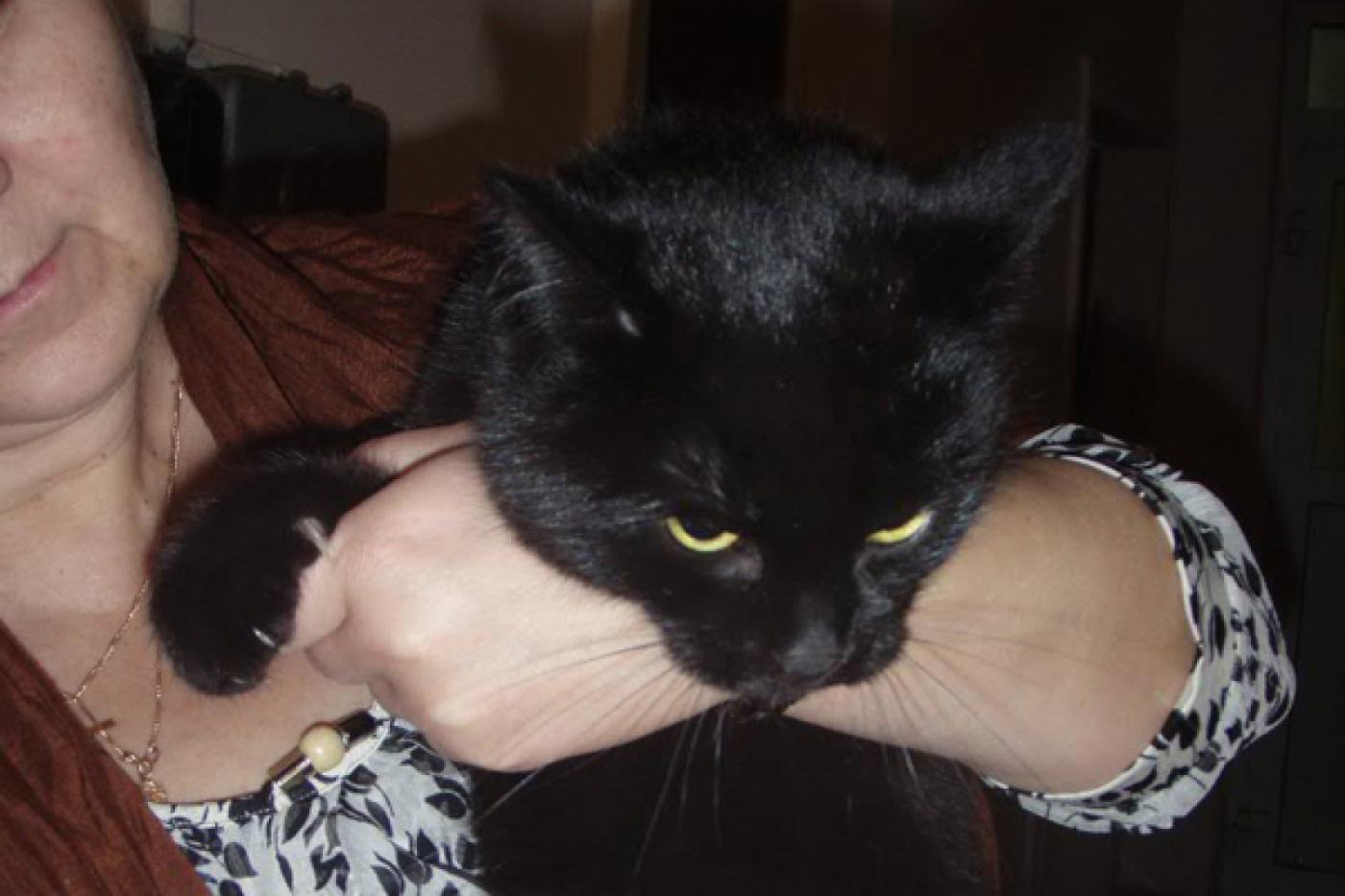 Детское счастье! Три дня екатеринбургская школа жила «под знаком кошки» - Фото 1