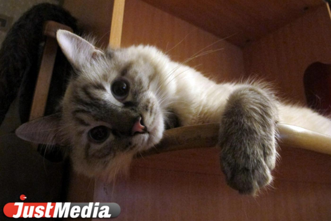 Кот Бублик решил поддержать студентов «неэффективных» вузов - Фото 1