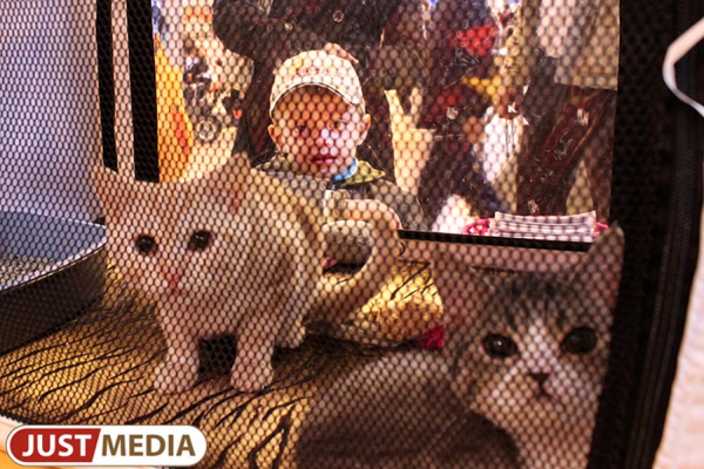 У екатеринбуржцев вырос спрос на кошачий корм - Фото 1