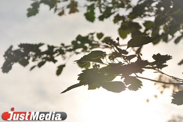 А где же тень? Уральские ученые боятся, что аномальная жара вызовет преждевременный листопад - Фото 1